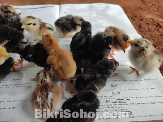 দেশি মুরগির বাচ্চা